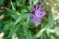 Centaurea uniflora Turra